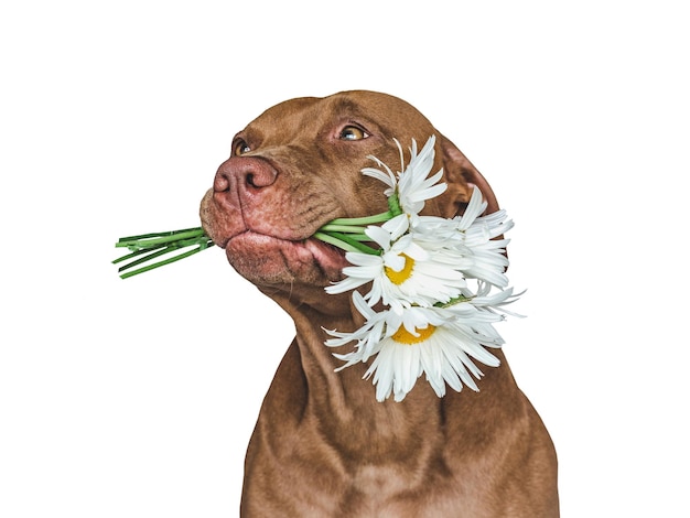 Adorável cachorrinho marrom e flores brilhantes