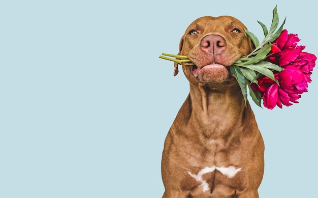 Adorável cachorrinho marrom e flores brilhantes