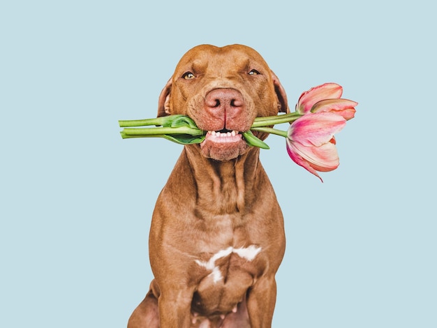 Adorável cachorrinho marrom e flores brilhantes