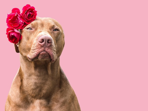 Adorável cachorrinho marrom e flores brilhantes