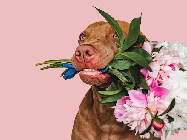 Adorável cachorrinho marrom e flores brilhantes