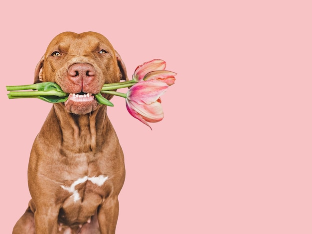 Adorável cachorrinho marrom e flores brilhantes