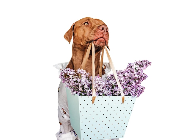 Adorável cachorrinho marrom e flores brilhantes