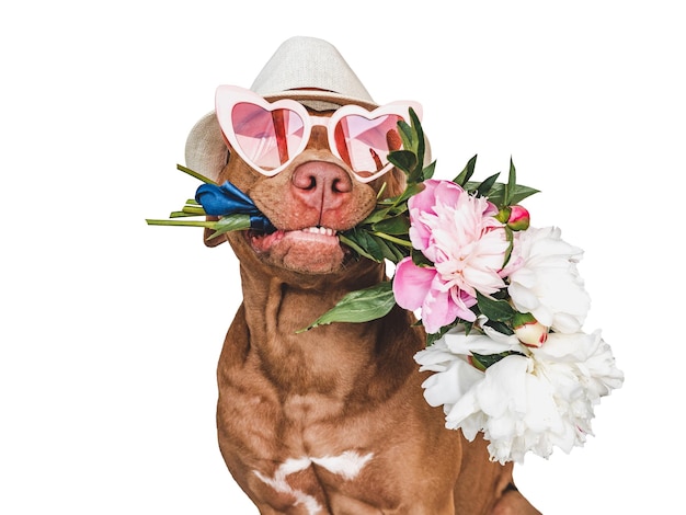 Adorável cachorrinho marrom e flores brilhantes