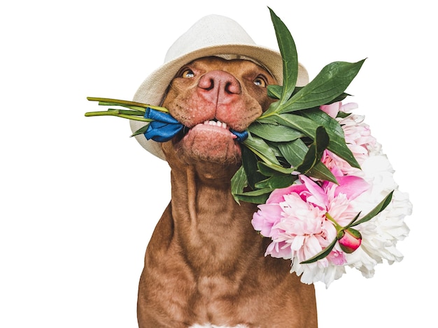 Adorável cachorrinho marrom e flores brilhantes