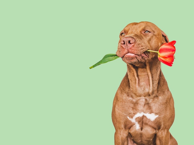 Adorável cachorrinho marrom e flores brilhantes