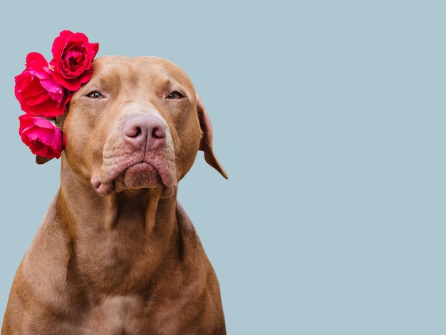 Adorável cachorrinho marrom e flores brilhantes