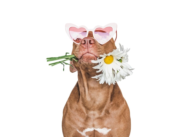Adorável cachorrinho marrom e óculos de sol Closeup