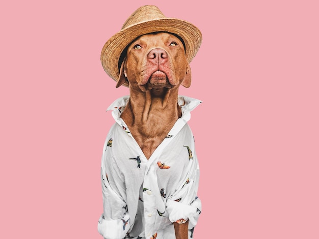 Adorável cachorrinho marrom elegante camisa e chapéu de sol