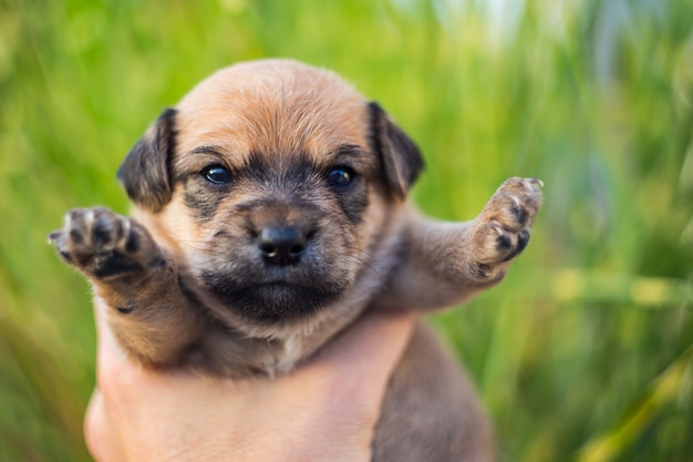 Adorável cachorrinho recém-nascido nas mãos