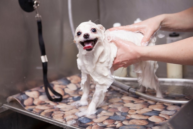 Adorável cachorrinho sendo lavado no salão de beleza