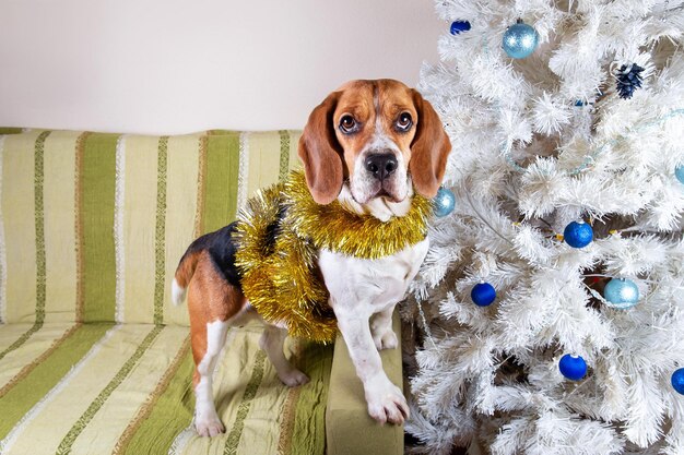 Adorável cachorro beagle em pé em enfeites de árvore de natal branca