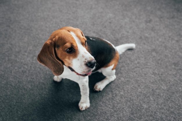 Adorável cachorro beagle sentado no chão e olhando para longe