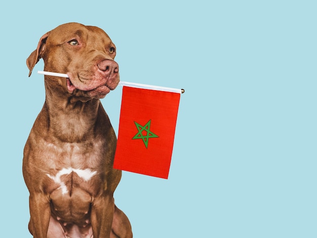 Adorável cachorro bonito e bandeira vietnamita closeup