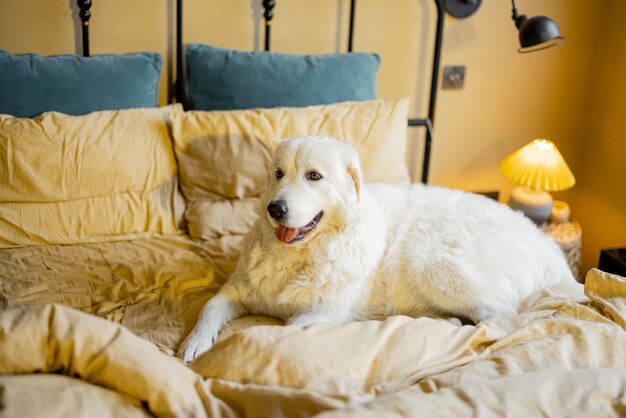 Adorável cachorro branco deitado na cama