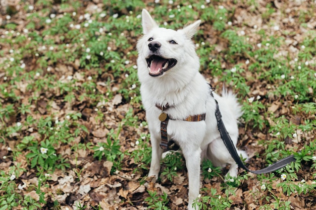 Adorável cachorro branco feliz sentado entre lindas anêmonas de madeira florescendo na floresta de primavera
