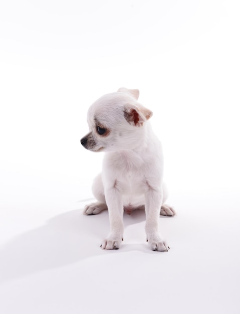 Adorável cachorro chihuahua isolado no branco