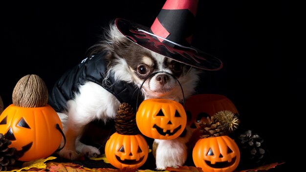 Adorável cachorro chihuahua usando um chapéu de bruxa de Halloween e segurando uma abóbora em fundo escuro. Feliz Dia das Bruxas.