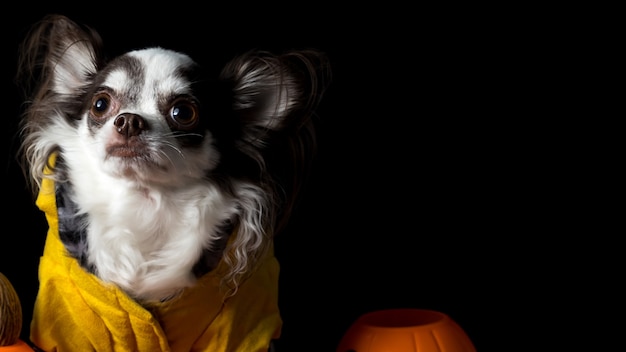 Adorável cachorro chihuahua usando um chapéu de bruxa de Halloween e segurando uma abóbora em fundo escuro. Feliz Dia das Bruxas.