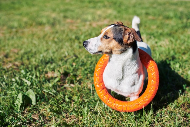 Adorável cachorro com brinquedo na grama