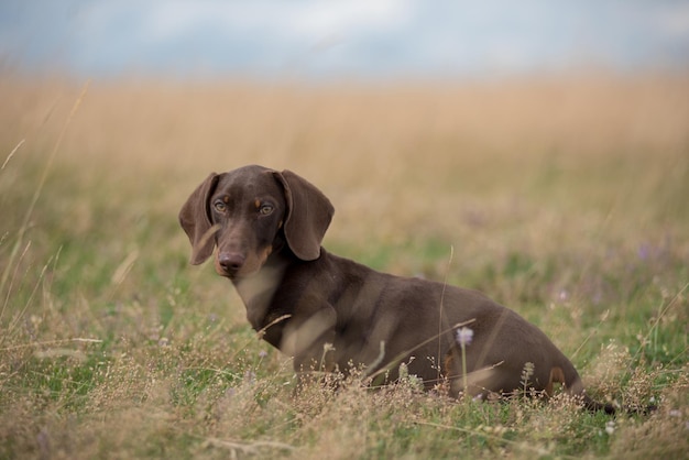 Adorável cachorro de dachshund brincando na grama