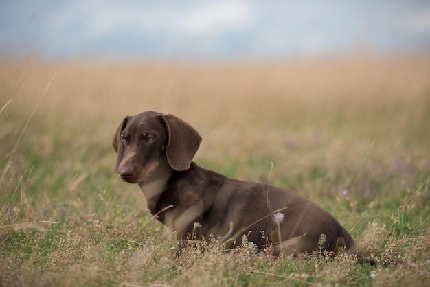 Adorável cachorro de dachshund brincando na grama