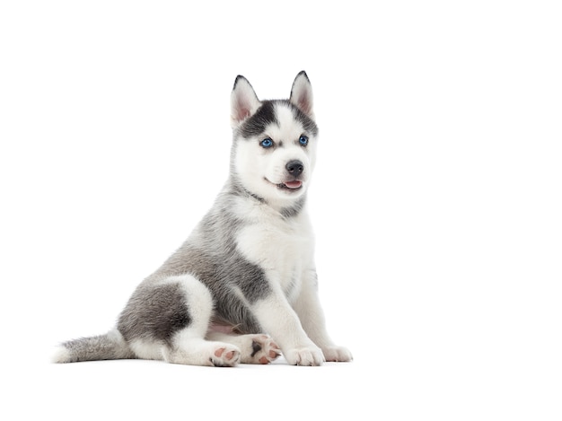 Adorável cachorro husky siberiano deitado no chão