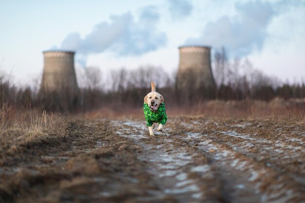 Adorável cachorro labrador dourado em capa de chuva verde em um campo