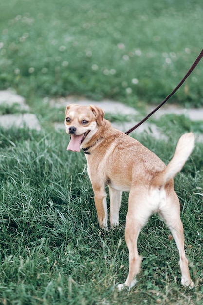 Adorável cachorro marrom na coleira com dono cachorro feliz com língua saindo em uma caminhada em um parque cão para adoção conceito