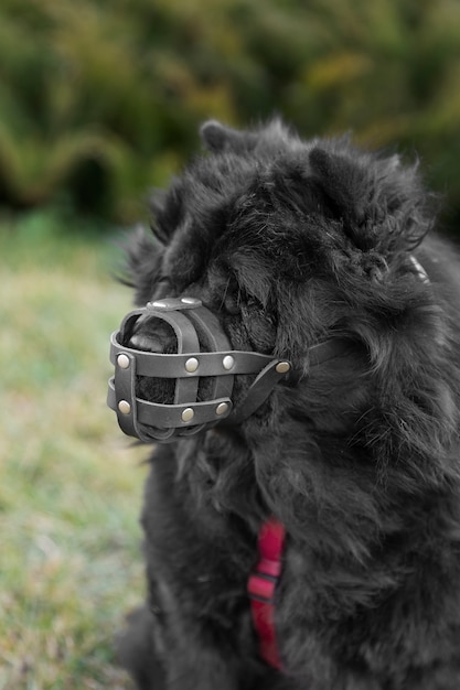 Foto adorável cachorro preto fofo com focinho ao ar livre