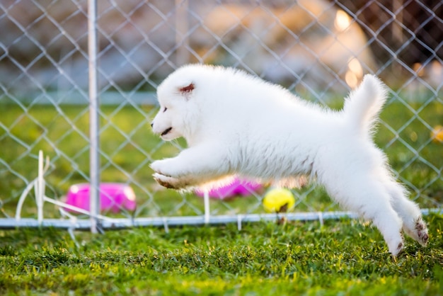 Adorável cachorro samoiedo correndo no gramado