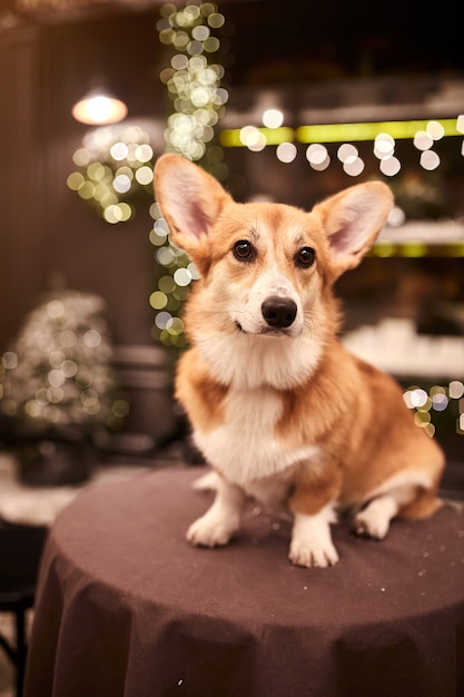 Adorável cachorro Welsh Corgi Pembroke comemorando o feliz ano novo e o feliz Natal