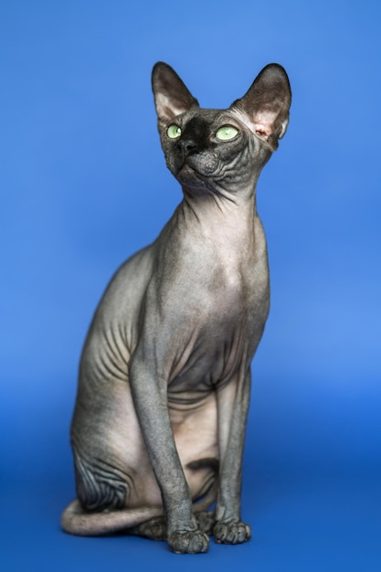 Adorável canadense Sphynx Hairless Cat Retrato de corpo inteiro de gata amigável em fundo azul