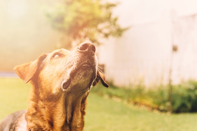 Adorável cão a posar no jardim