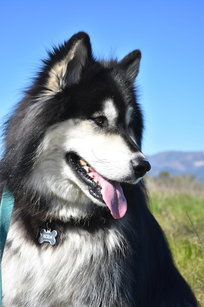 Foto adorável cão alusky olhando por cima do ombro.