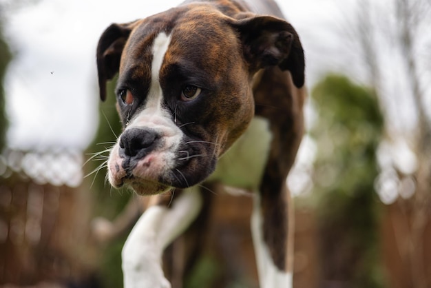 Adorável cão boxer na grama