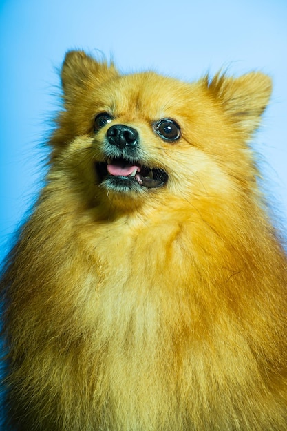 Foto adorável cão de pomerânia de pé com duas pernas e olhando para algo quer comer na textura fundo de cimento de perto marrom e branco pequeno conceito de cão feliz bonito