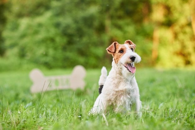 Adorável cão fox terrier feliz no parque de saudação de ano novo