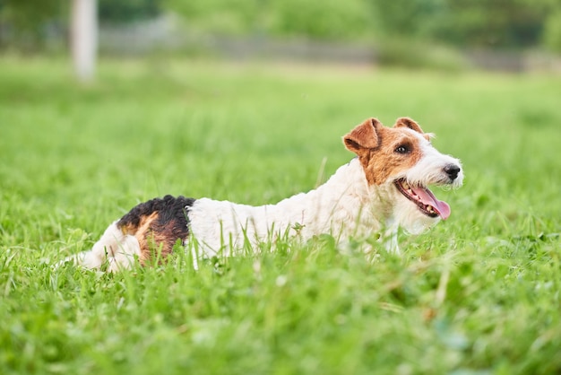 Adorável cão fox terrier feliz no parque