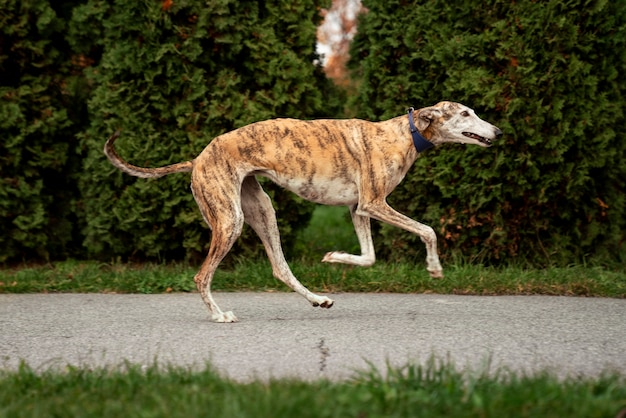 Foto adorável cão galgo ao ar livre