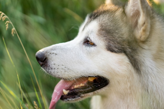 Adorável cão husky com tonque out closeup retrato na grama no campo lindo cachorrinho com incre ...