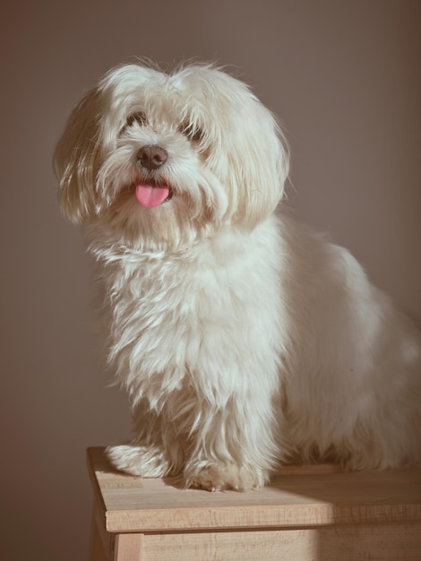 Adorável cão maltês peludo sentado em um banquinho de madeira sobre fundo branco em uma sala iluminada com luz solar intensa em casa