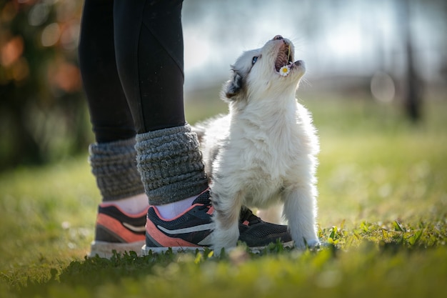 Adorável cão pastor australiano na grama lá fora