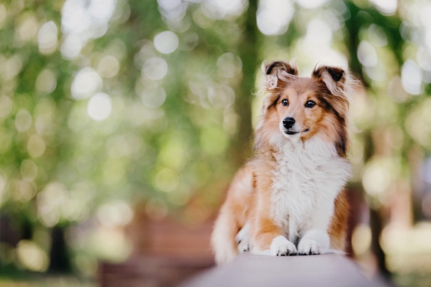 Adorável cão pastor de shetland sheltie dog