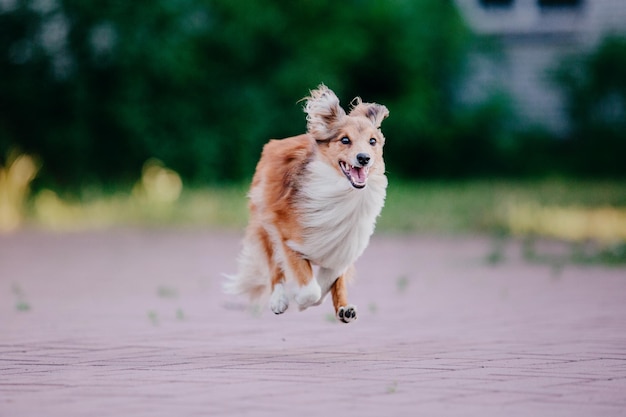 Adorável cão pastor de shetland sheltie dog