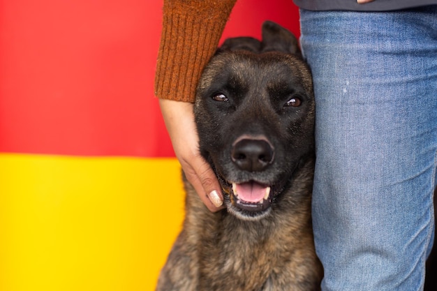 Foto adorável cão pastor holandês ao lado de uma pessoa irreconhecível