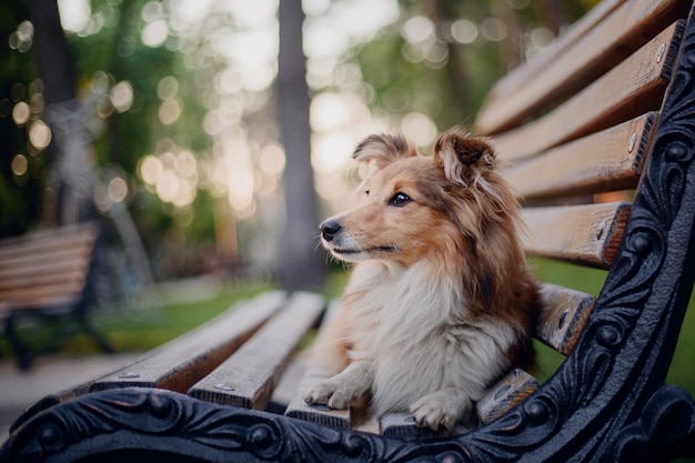 Adorável cão pastor shetland sheltie dog no banco do parque