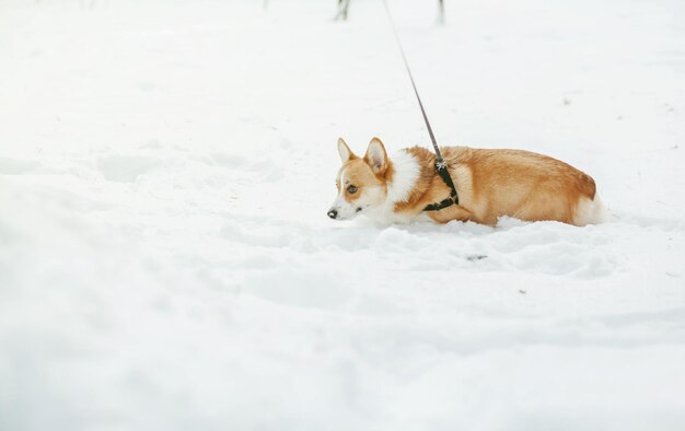 Adorável cão pembroke welsh corgi caminhando no parque de inverno