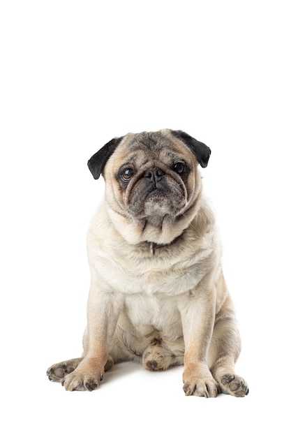 Foto adorável cão pug maduro sentado no branco isolado