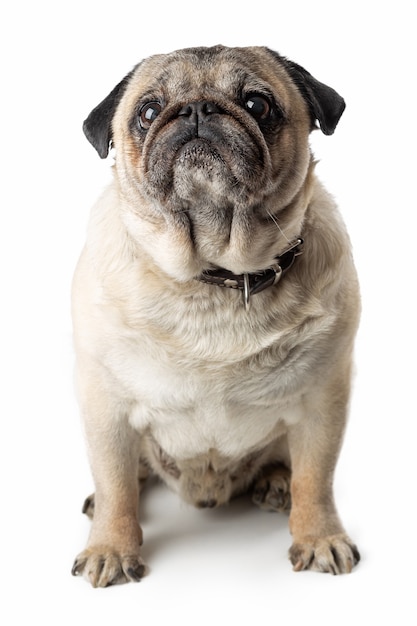 Foto adorável cão pug maduro sentado no branco isolado